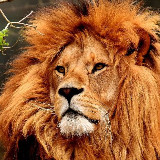 Аватарка канала Live Nature