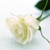 حامل المسك avatar