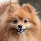 Аватарка канала Породистые собаки в дар