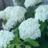 Аватарка канала Хвойные и декоративные растения🌳