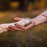 Аватарка канала Школа Бесконфликтной Дрессировки Ульяны Мальцевой и Алекса Вяткина