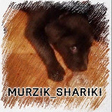 Аватарка канала Murzik_shariki