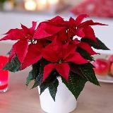 Аватарка канала Flowers__korenovsk__ludmila🪴🪴🪴