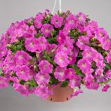 Аватарка канала КРУГОВОРОТ ДАЧА ОГОРОД 🌱🌿🌴