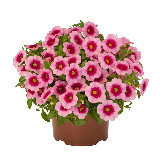 Аватарка канала Комнатные растения