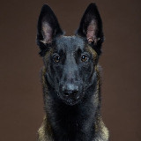 Аватарка канала DOGCiTY дрессировка собак