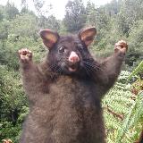 Аватарка канала Зеленые сокровища🪴 | Выращивание, продажа комнатных растений Москва и МО