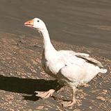 Аватарка канала Центральное Болото