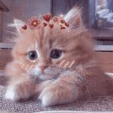 Аватарка канала милые котики 💞 животные