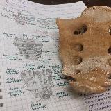 Аватарка канала Easy anatomy (конспекты)