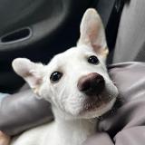 Аватарка канала Горловский приют для бездомных животных "Верный друг"❤️❤️❤️