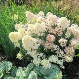 Аватарка канала Питомник растений и ландшафтный дизайн Kurach group