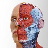 Аватарка канала Анатомия и биомеханика