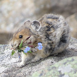 Аватарка канала "фасоликус томатикус"