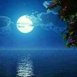 شعـر ڪــوتاه avatar