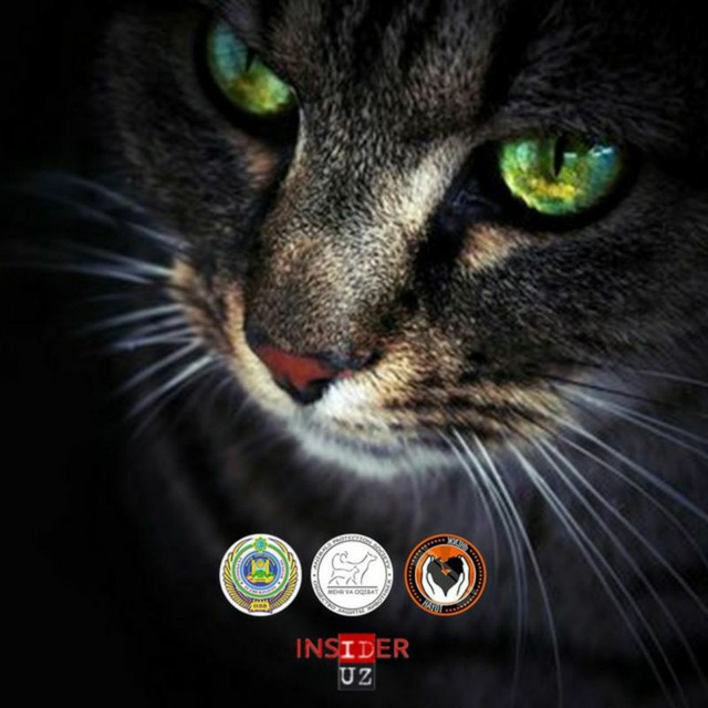 Аватарка канала Мушуккент / Mushukkent