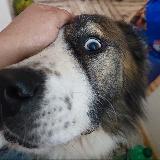 Аватарка канала Dogs Ambulance "Ar Idardo"