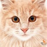 Аватарка канала Приют «Муркоша»