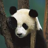 Аватар канала 1305567146