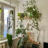 Аватарка канала оранжерея макса