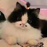 Аватарка канала ЯЗЫКИ И ТЕМЫ | ОБОИ ТГ