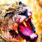 Аватарка канала Дикие и Опасные