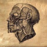 Аватарка канала Анатомический театр