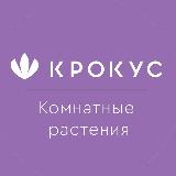 Аватарка канала Комнатные растения «Крокус»