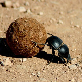 Аватарка канала Жизнь насекомых