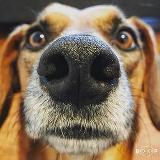 Аватарка канала DOG56TV