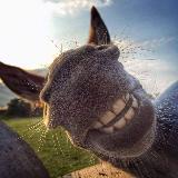 Аватарка канала Osloff donkey farm