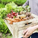 Аватарка канала Дача и огород