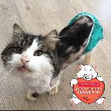 Аватарка канала Забытые Сердца Ростов❤🐈🐕 помогаем бездомным животным💔🐈🐕