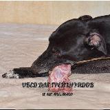 Аватарка канала Обед для грейхаундов и не только