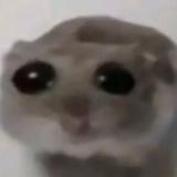 Аватарка канала хомяк 🐹