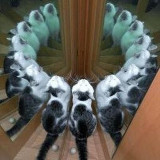 Аватарка канала follyflly