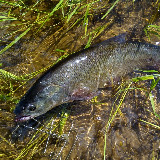 Аватарка канала Рыбалка на Волге | Самарская рыбалка