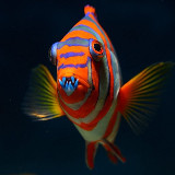 Аватарка канала Океан