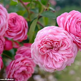 Аватар канала 2175287957