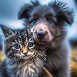 Аватарка канала Приколы с питомцами