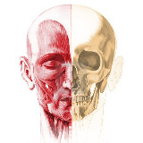 Аватарка канала Анатомичка