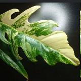 Аватарка канала Все о комнатных растениях