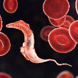 Аватарка канала Parasites Meet Cells 🪱