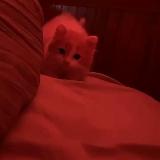 Аватарка канала стикеры для тг премиума