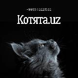 Аватарка канала "Котята.uz"