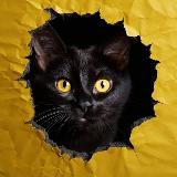 Аватарка канала Жизнь "Зоошанса"