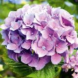 Аватарка канала Гортензия от А до Я