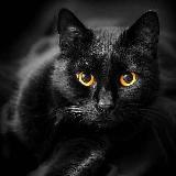 Аватарка канала Волшебный Кот🐈