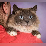 Аватарка канала КОТАлог Дараевой