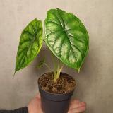 Аватарка канала Flora_v_gorode